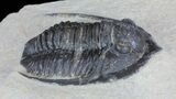 Bargain, Diademaproetus Trilobite - Foum Zguid, Morocco #62079-1